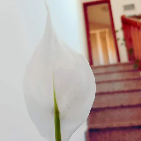 Apartamentos Ramona Larino Kamer foto